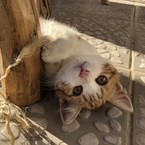 Samira